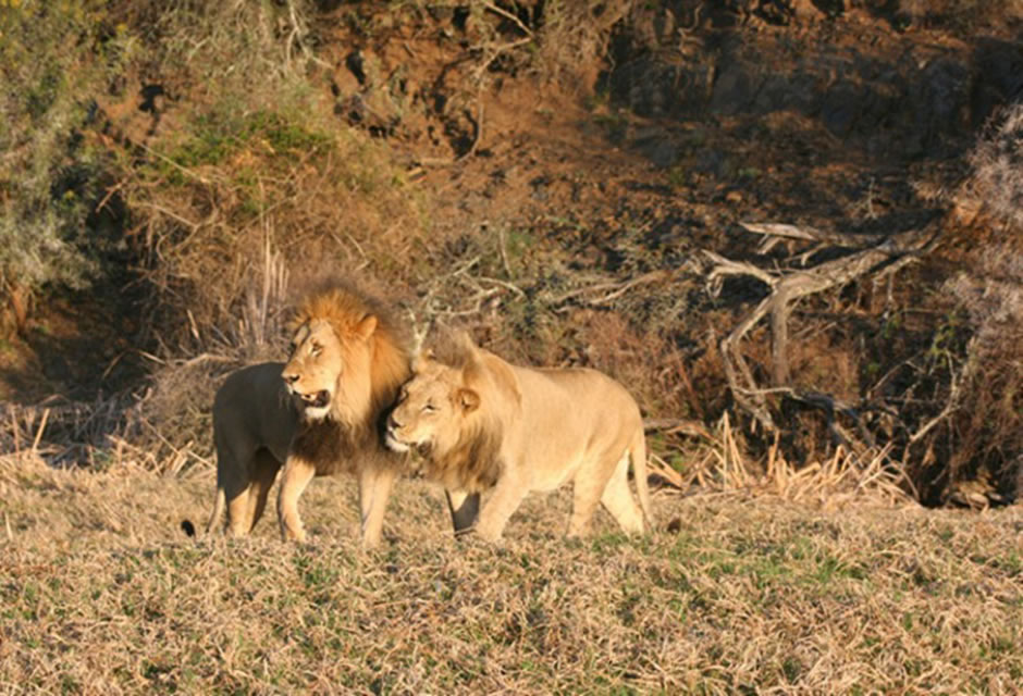 Sylvester the Lion