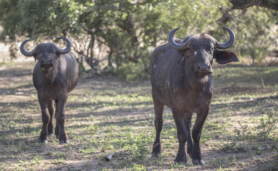 African Buffaloes