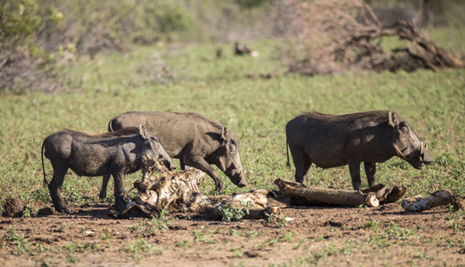 African Warthog