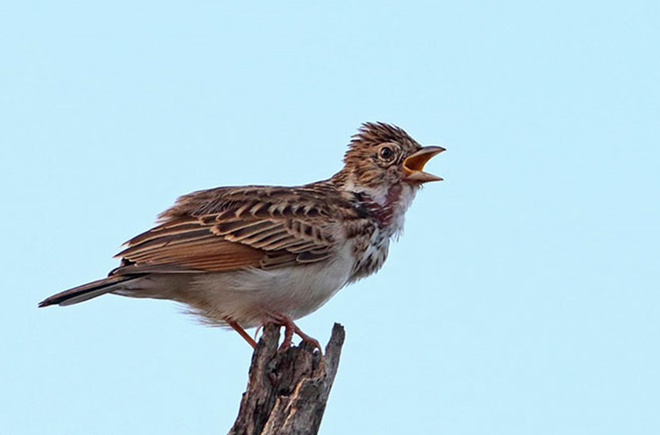 Birding Madikwe