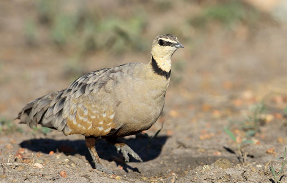 Bird MAdikwe