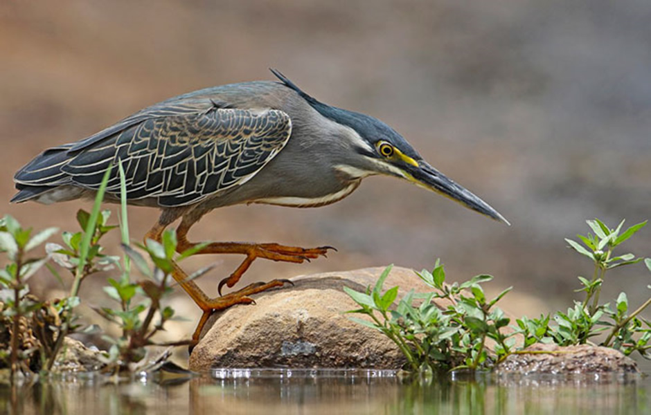 Madikwe Water Birds