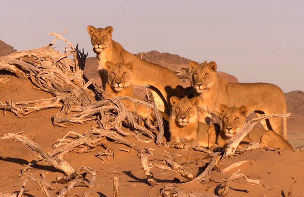 Namibia Desert Lions