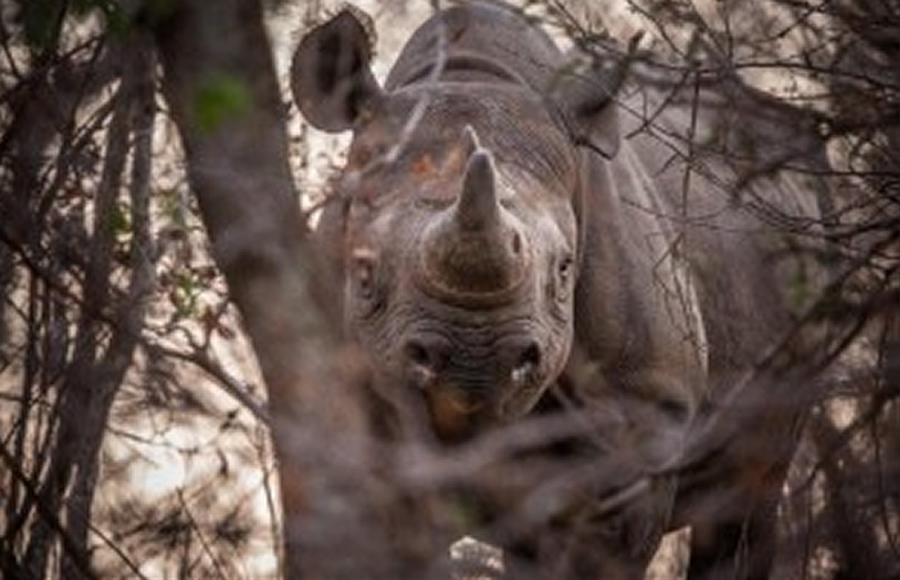 Akagera Rhinos