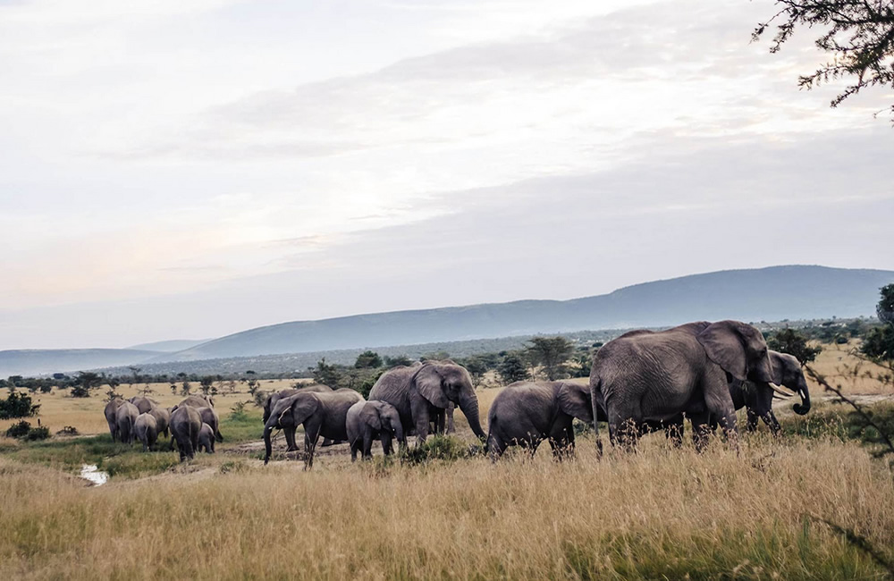 Cottars Wildlife Conservation